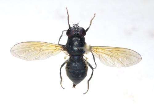 Cheilosia sp.
